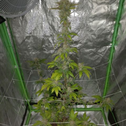 Amnesia Fast growlog timeline photo