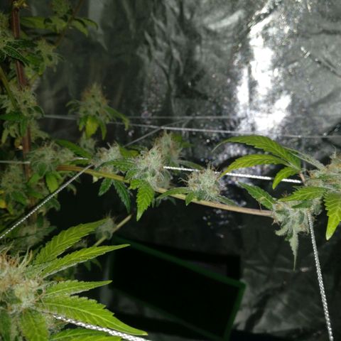 Amnesia Fast growlog timeline photo
