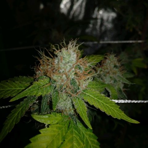 Amnesia Fast growlog timeline photo