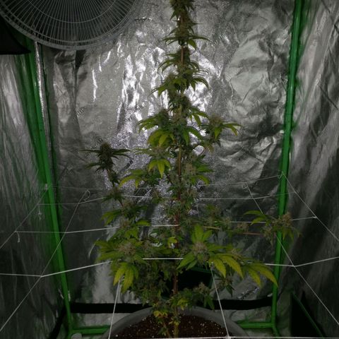 Amnesia Fast growlog timeline photo