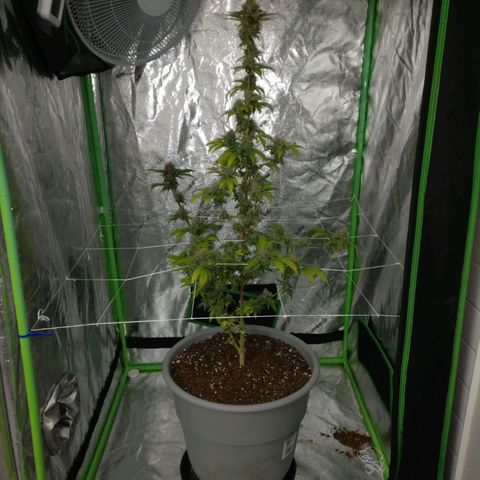 Amnesia Fast growlog timeline photo