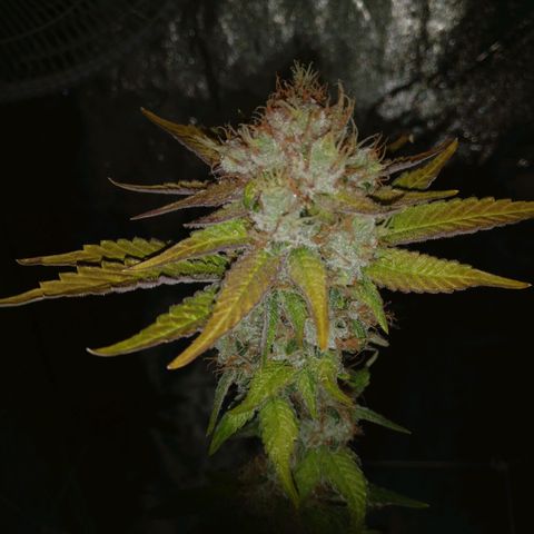 Amnesia Fast growlog timeline photo