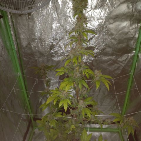 Amnesia Fast growlog timeline photo