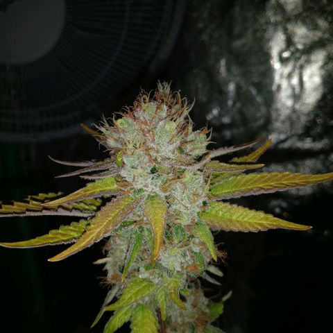 Amnesia Fast growlog timeline photo