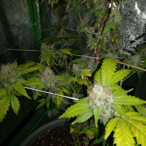 Amnesia Fast growlog timeline photo