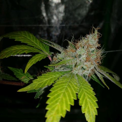 Amnesia Fast growlog timeline photo