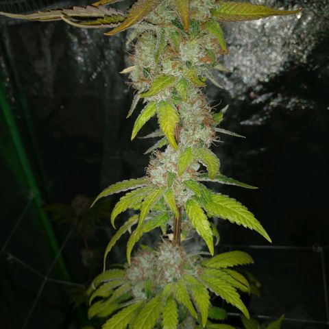 Amnesia Fast growlog timeline photo