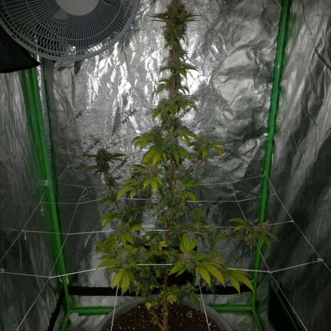Amnesia Fast growlog timeline photo