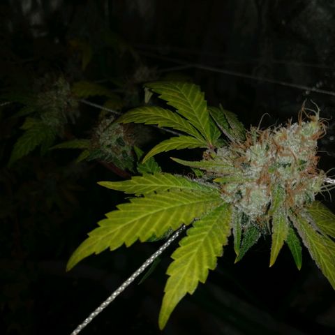Amnesia Fast growlog timeline photo