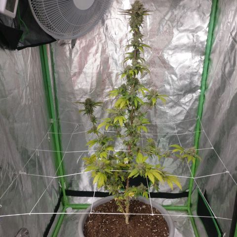 Amnesia Fast growlog timeline photo