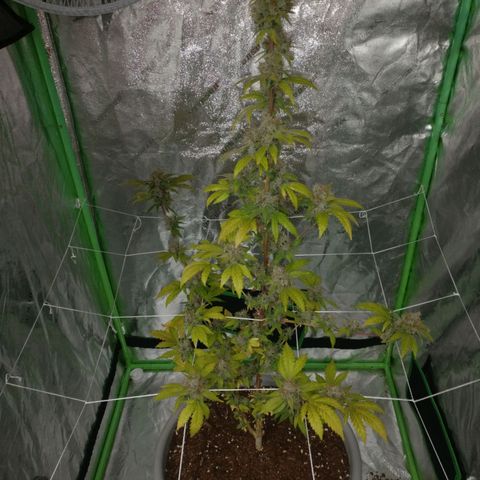 Amnesia Fast growlog timeline photo