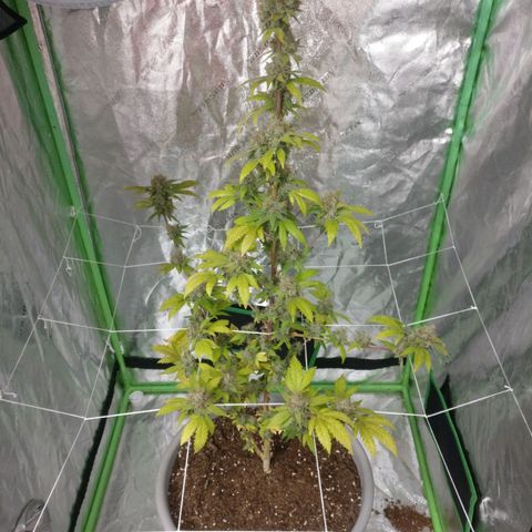 Amnesia Fast growlog timeline photo
