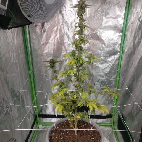 Amnesia Fast growlog timeline photo
