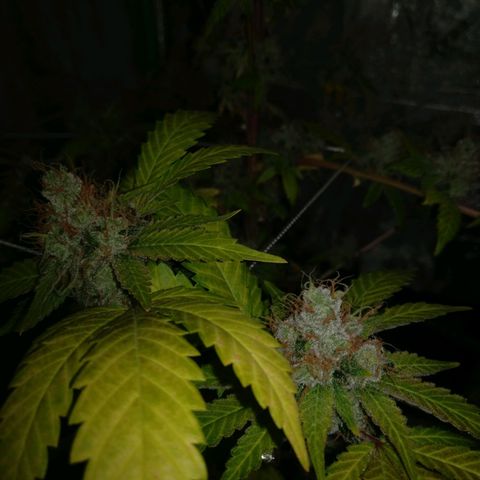 Amnesia Fast growlog timeline photo