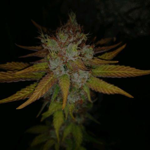 Amnesia Fast growlog timeline photo