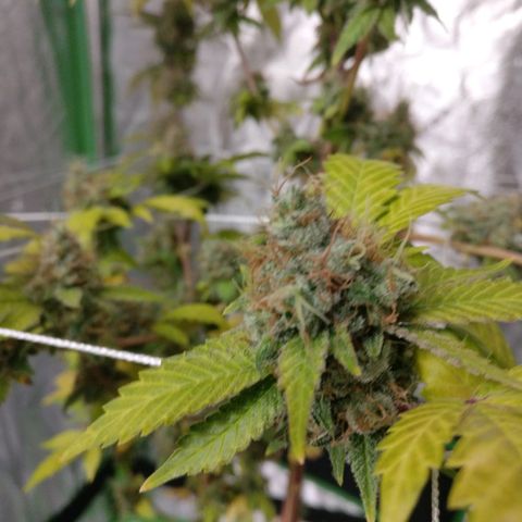 Amnesia Fast growlog timeline photo