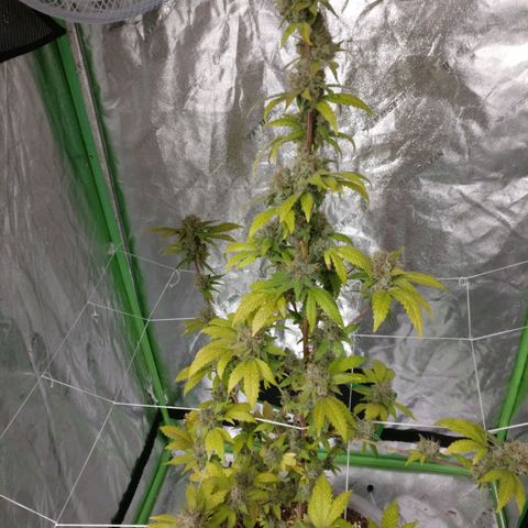 Amnesia Fast growlog timeline photo
