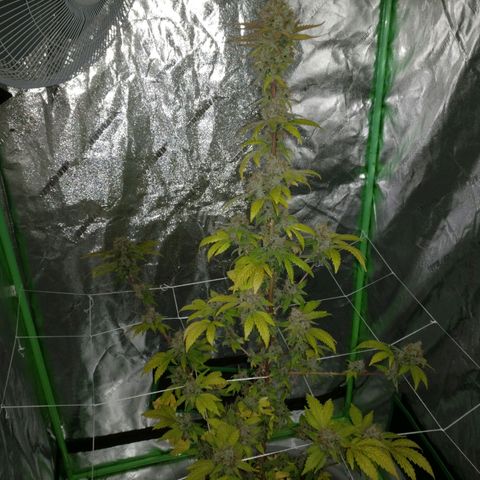 Amnesia Fast growlog timeline photo