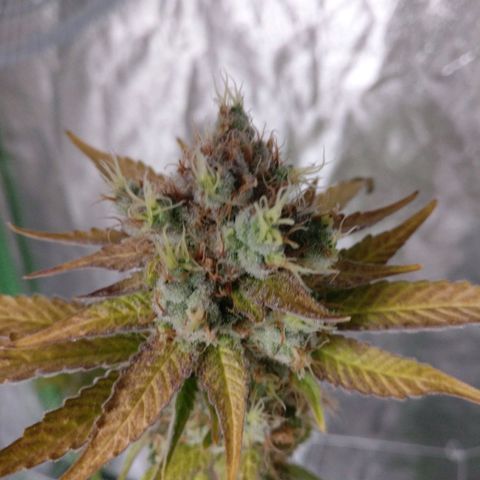 Amnesia Fast growlog timeline photo