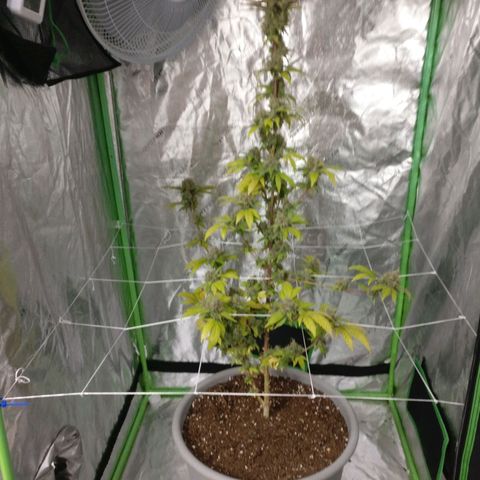 Amnesia Fast growlog timeline photo