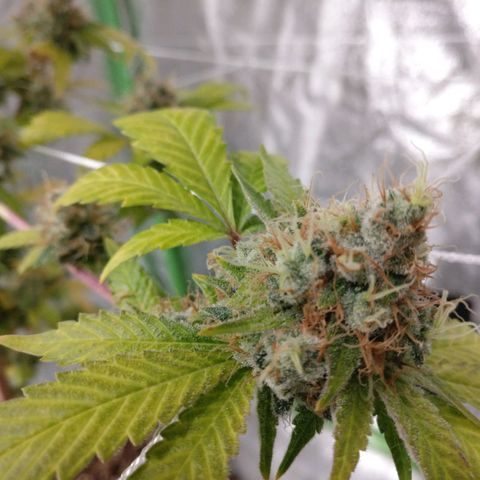Amnesia Fast growlog timeline photo