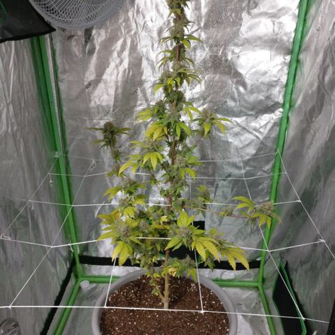 Amnesia Fast growlog timeline photo