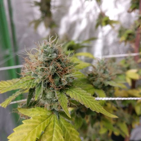 Amnesia Fast growlog timeline photo