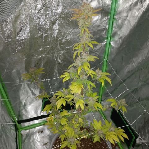 Amnesia Fast growlog timeline photo