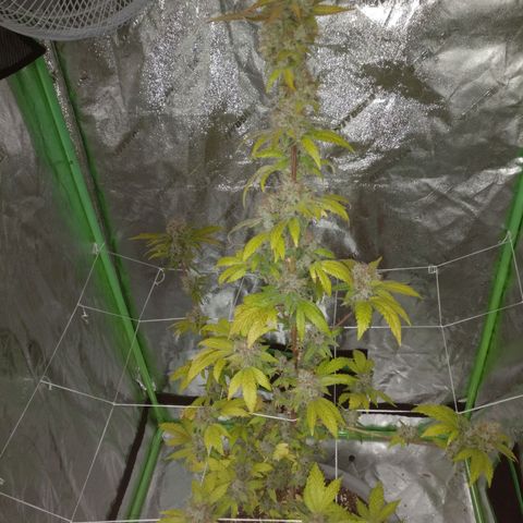 Amnesia Fast growlog timeline photo
