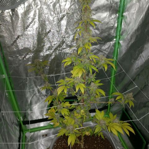 Amnesia Fast growlog timeline photo
