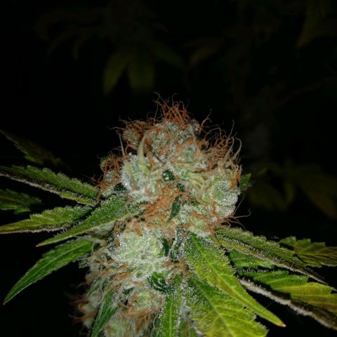 Amnesia Fast growlog timeline photo