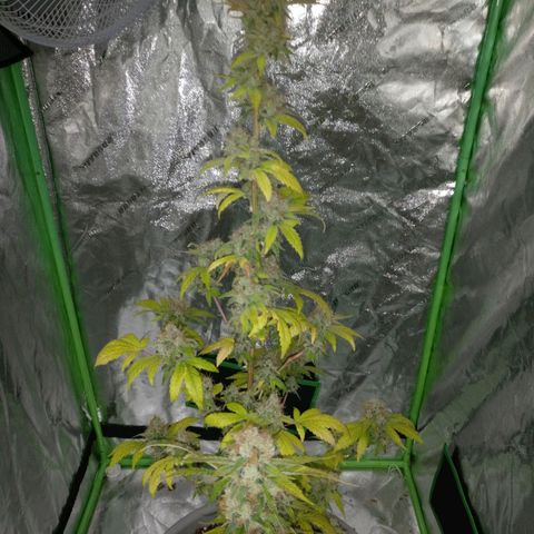 Amnesia Fast growlog timeline photo