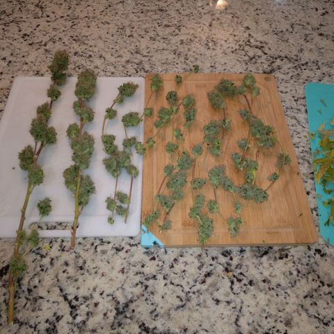Amnesia Fast growlog timeline photo
