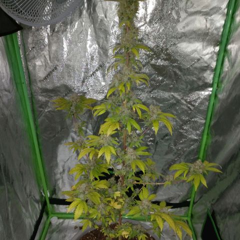 Amnesia Fast growlog timeline photo