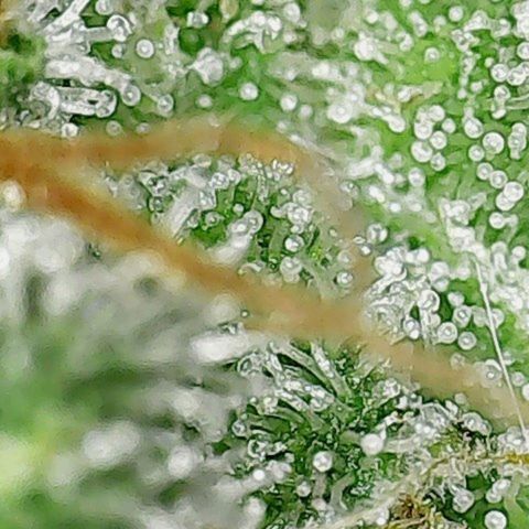 Amnesia Fast growlog timeline photo