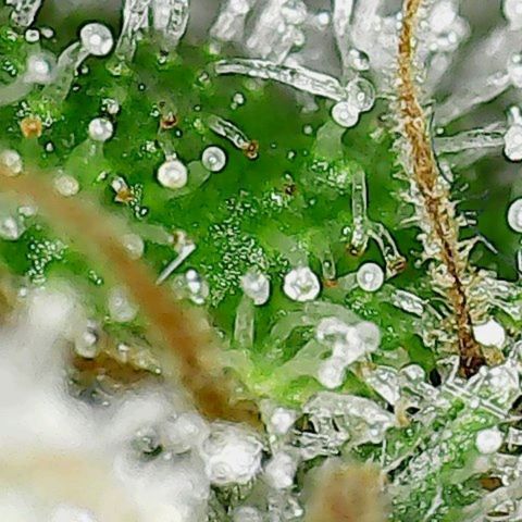 Amnesia Fast growlog timeline photo