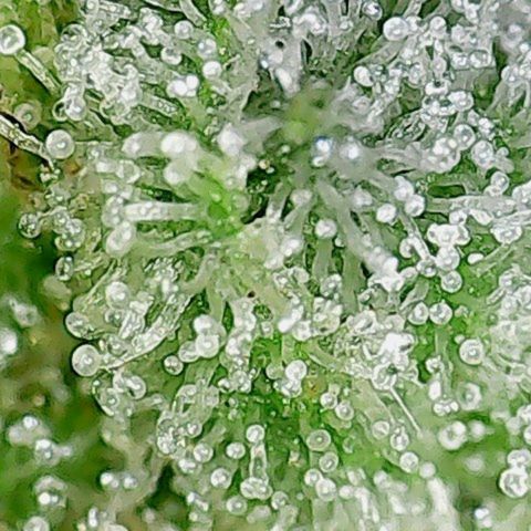 Amnesia Fast growlog timeline photo