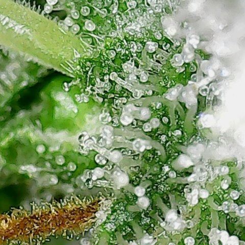 Amnesia Fast growlog timeline photo