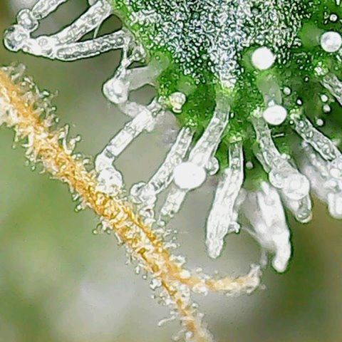 Amnesia Fast growlog timeline photo