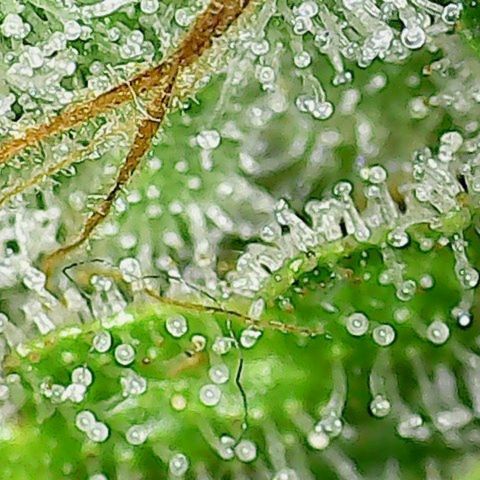Amnesia Fast growlog timeline photo