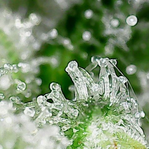 Amnesia Fast growlog timeline photo