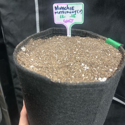 Munchie Matrimony (A): SSG. GWJ25 growlog photo: 1gal pot is ready to get the seed. Prob put 2nd seed into a 3 gallon pot