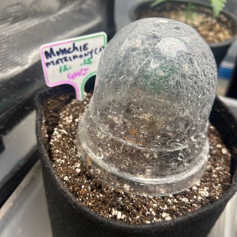 Munchie Matrimony (A): SSG. GWJ25 growlog photo: Put one in the dirt today🤞🤞