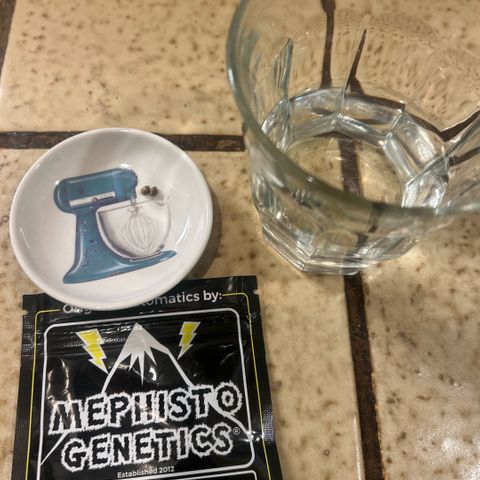 Munchie Matrimony (A): SSG. GWJ25 growlog photo: I had to start 2 new seeds. Not same strain. One of my MM didn’t sprout and I wanted back up just in case