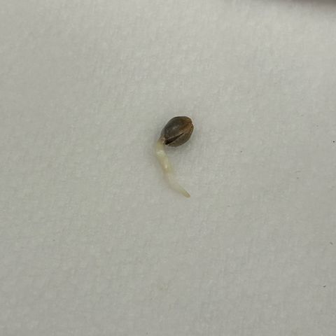 Munchie Matrimony (A): SSG. GWJ25 growlog photo: 2nd seed has nice tap root and I got it into dirt. But first seed has not sprouted yet and I am a little concerned 