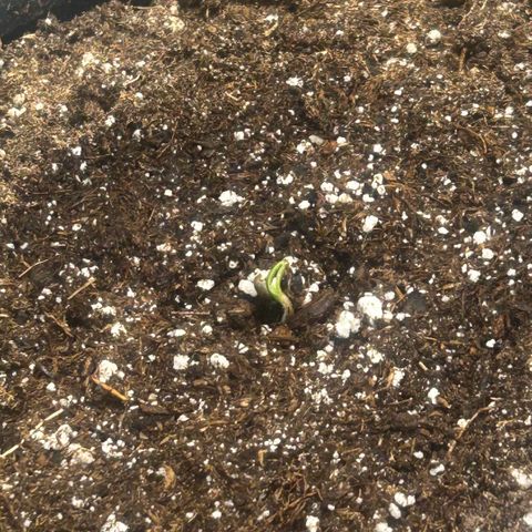 Munchie Matrimony (A): SSG. GWJ25 growlog photo: Hope I didn’t kill first one by being a little rough taking off its 🪖