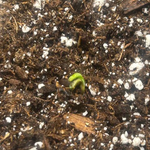 Munchie Matrimony (A): SSG. GWJ25 growlog photo: Hope I didn’t kill first one by being a little rough taking off its 🪖