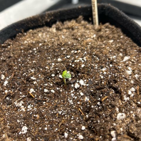 Munchie Matrimony (A): SSG. GWJ25 growlog timeline photo