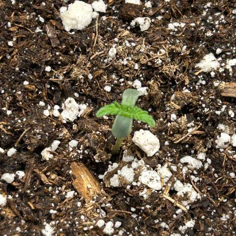 Munchie Matrimony (A): SSG. GWJ25 growlog photo: They are alive. But one isn’t looking so good. First set of leaves is yellow