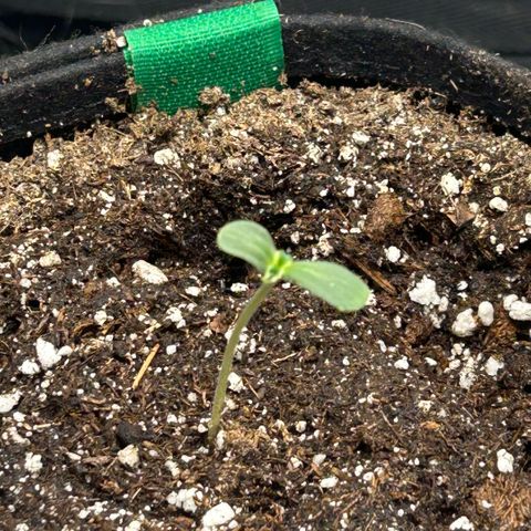 Munchie Matrimony (A): SSG. GWJ25 growlog photo: They are alive. But one isn’t looking so good. First set of leaves is yellow